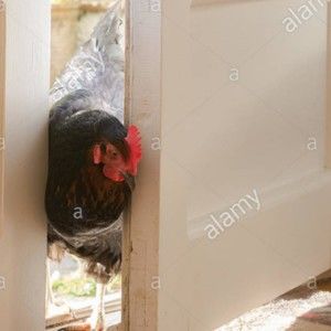 Meet your Posher, Karen